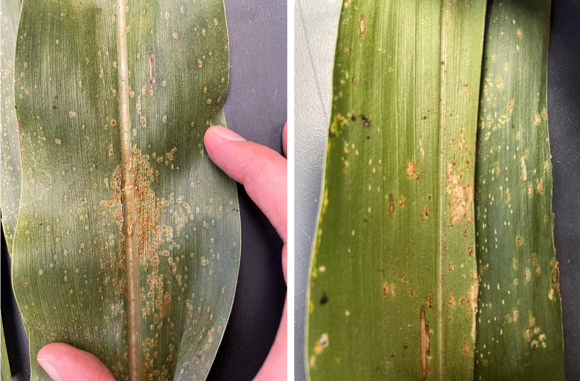 Southern rust and common rust_Marty Chilvers.png